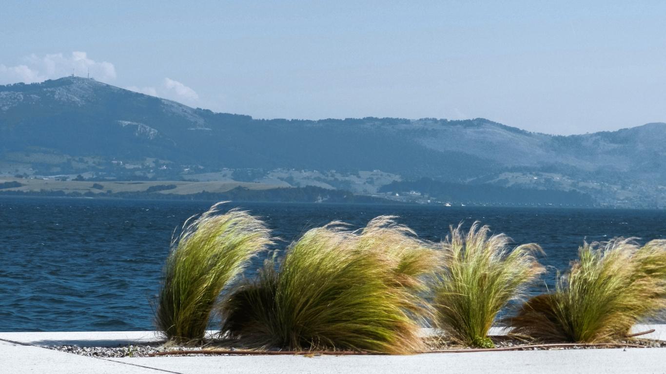 Обои дерево, море, побережье, берег, небо в разрешении 1366x768