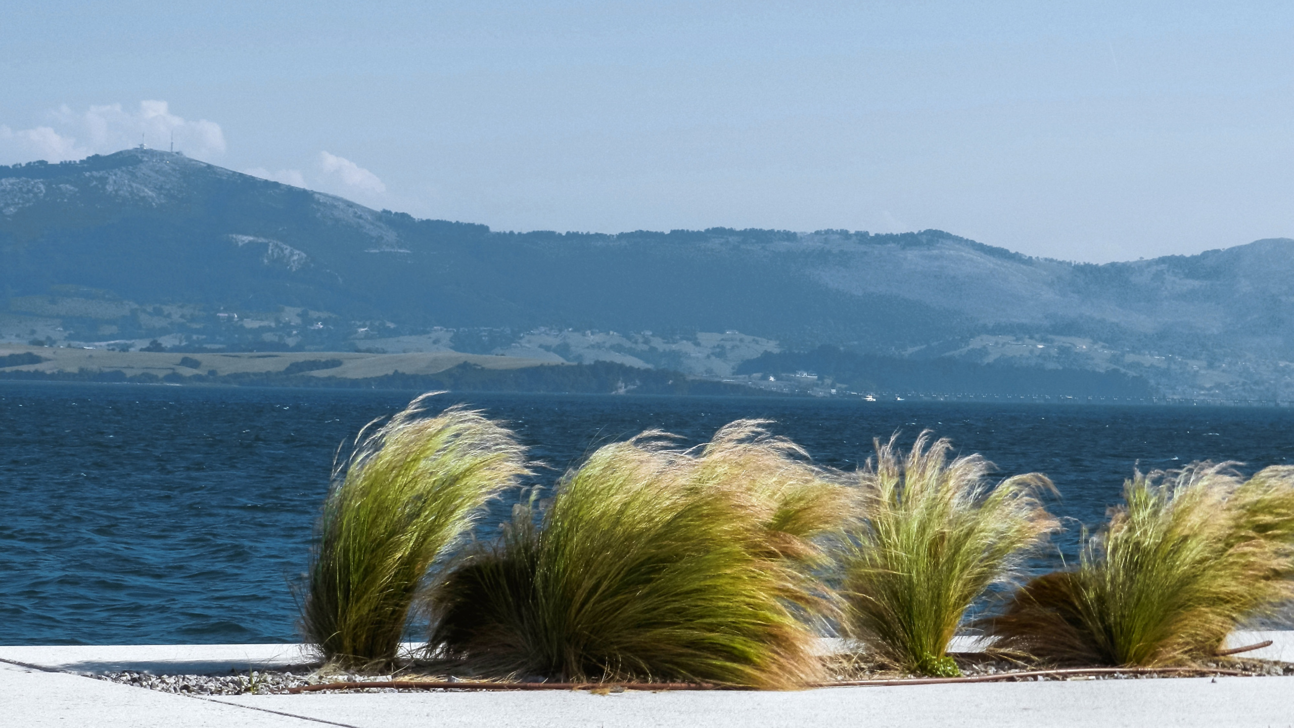 Обои дерево, море, побережье, берег, небо в разрешении 2560x1440