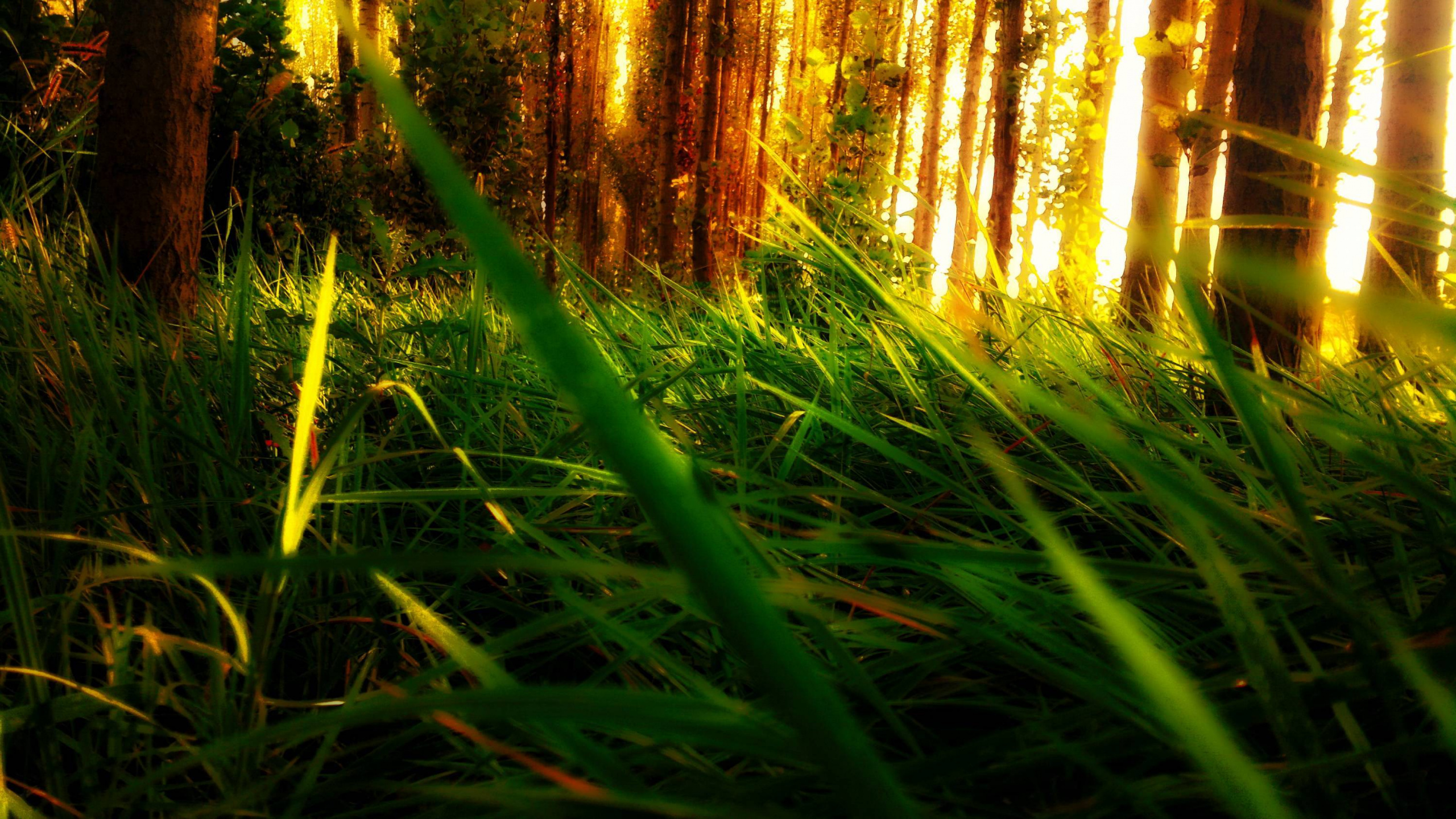 Обои растительность, джунгли, солнечный свет, трава, лесистая местность в разрешении 2560x1440
