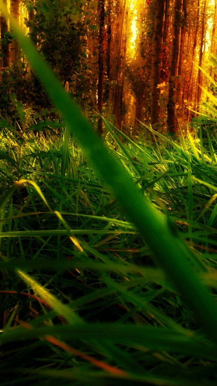 Обои растительность, джунгли, солнечный свет, трава, лесистая местность в разрешении 720x1280
