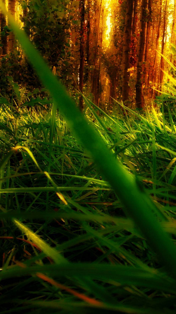 Обои растительность, джунгли, солнечный свет, трава, лесистая местность в разрешении 750x1334