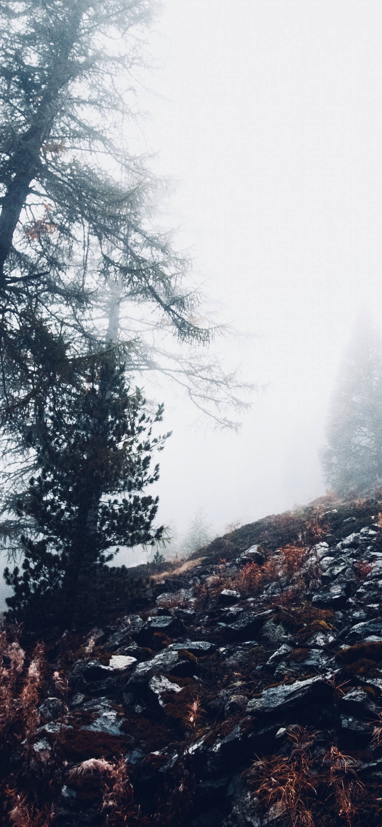 Обои облако, лес, окружающая среда, дерево, дикая местность в разрешении 1242x2688