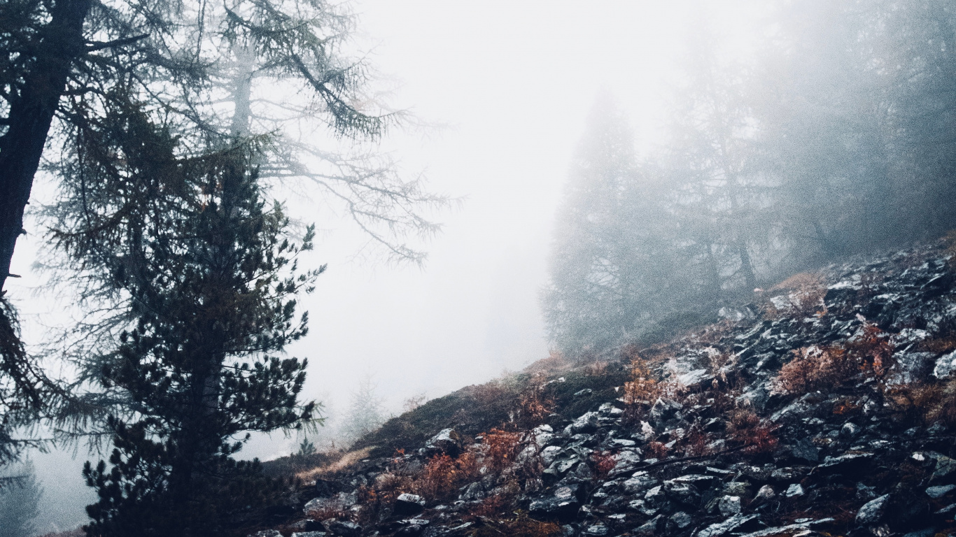 Обои облако, лес, окружающая среда, дерево, дикая местность в разрешении 1366x768