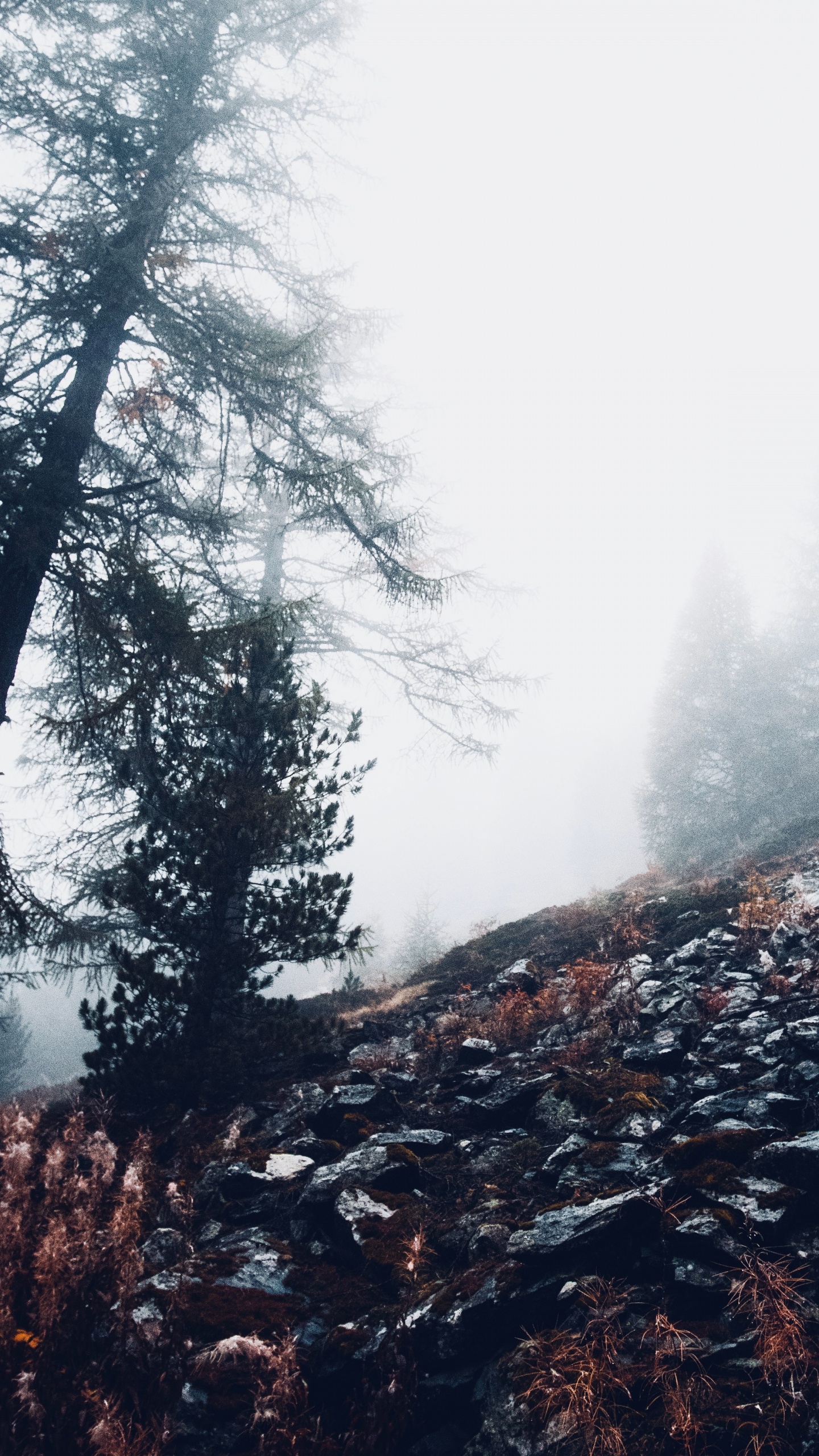 Обои облако, лес, окружающая среда, дерево, дикая местность в разрешении 1440x2560