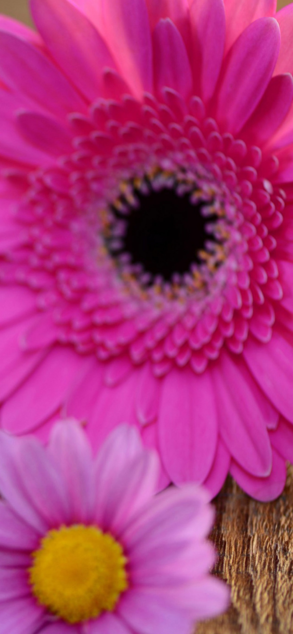 Обои розовый, гербера, цветок, лепесток, любовь в разрешении 1125x2436
