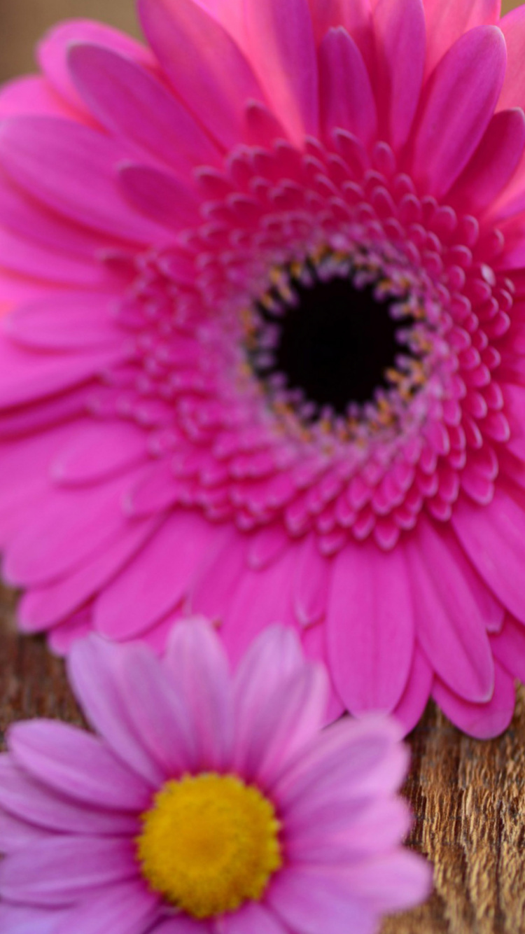 Обои розовый, гербера, цветок, лепесток, любовь в разрешении 750x1334