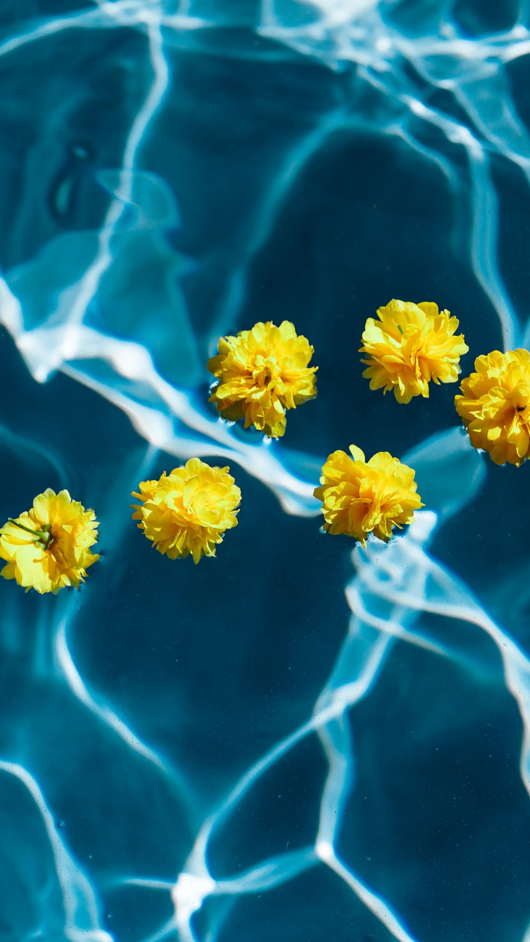 Обои цветок, синий, желтый, вода, растение в разрешении 1080x1920