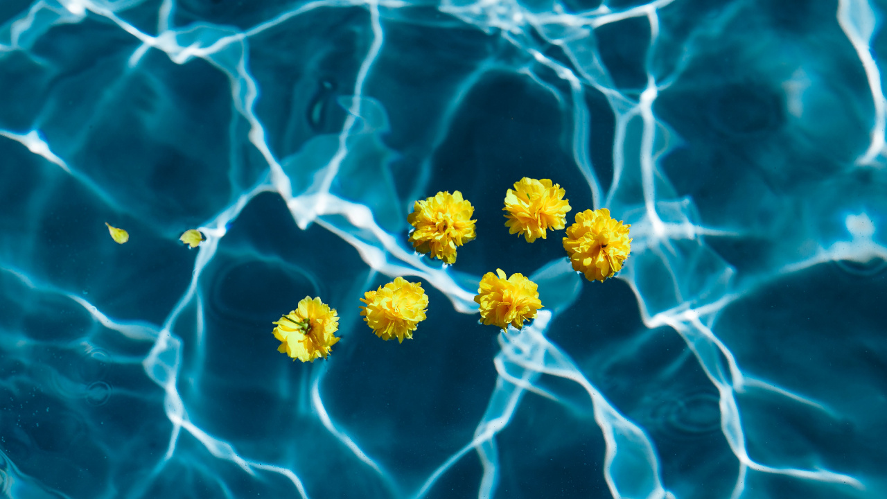 Обои цветок, синий, желтый, вода, растение в разрешении 1280x720