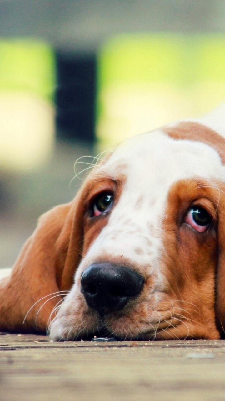 Обои Бассет, щенок, гончая, пес, собака породы в разрешении 720x1280