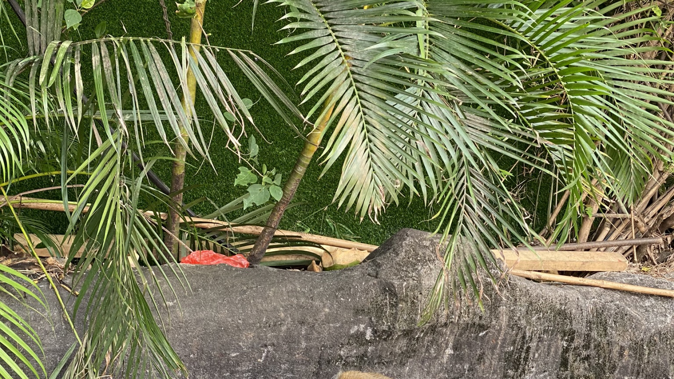 Обои пальмовые рощи, адаптация, сабаль минор, белка, лиса Белочка в разрешении 1366x768