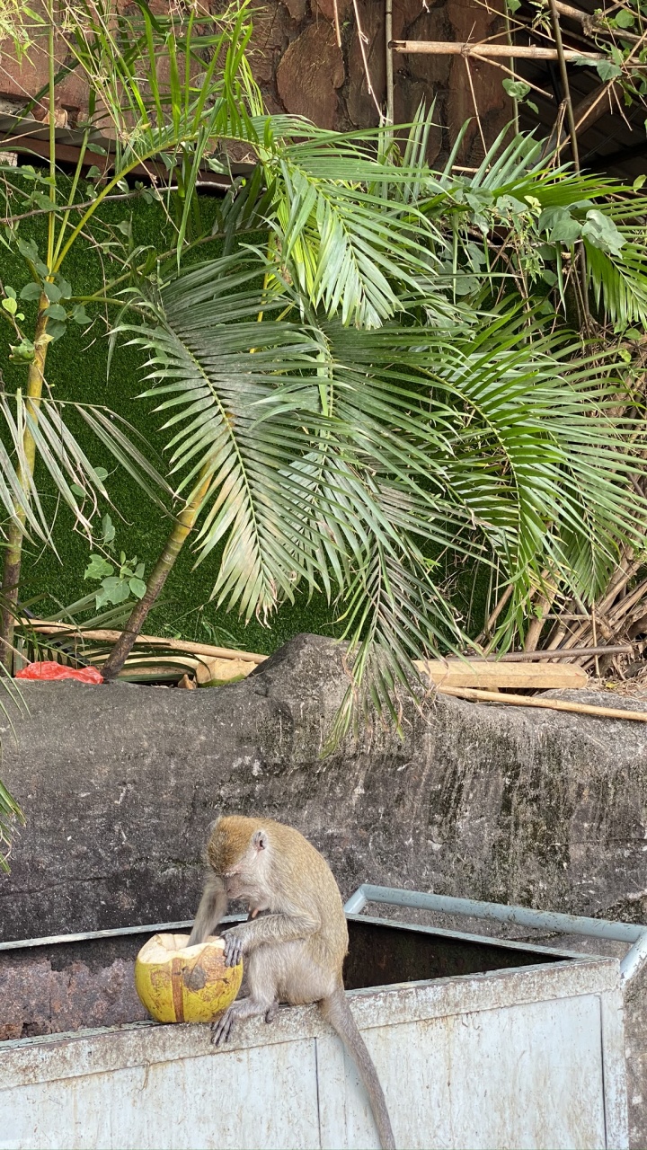 Обои пальмовые рощи, адаптация, сабаль минор, белка, лиса Белочка в разрешении 720x1280