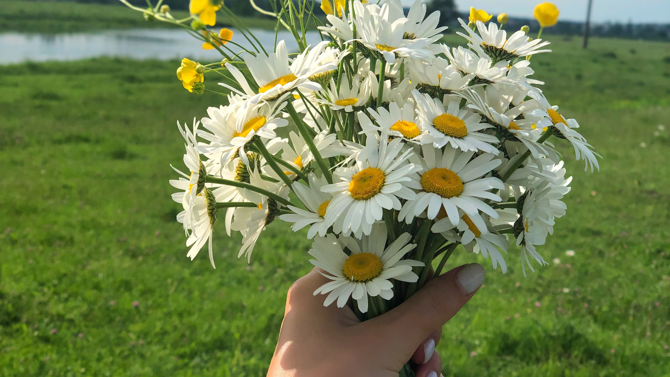 Обои весна, цветочный дизайн, цветковое растение, срезанные цветы, цветочный букет в разрешении 2560x1440