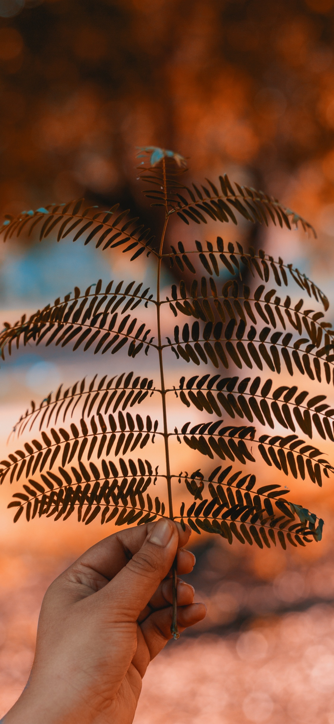 Обои лист, ветвь, папоротник, дерево, растение в разрешении 1125x2436