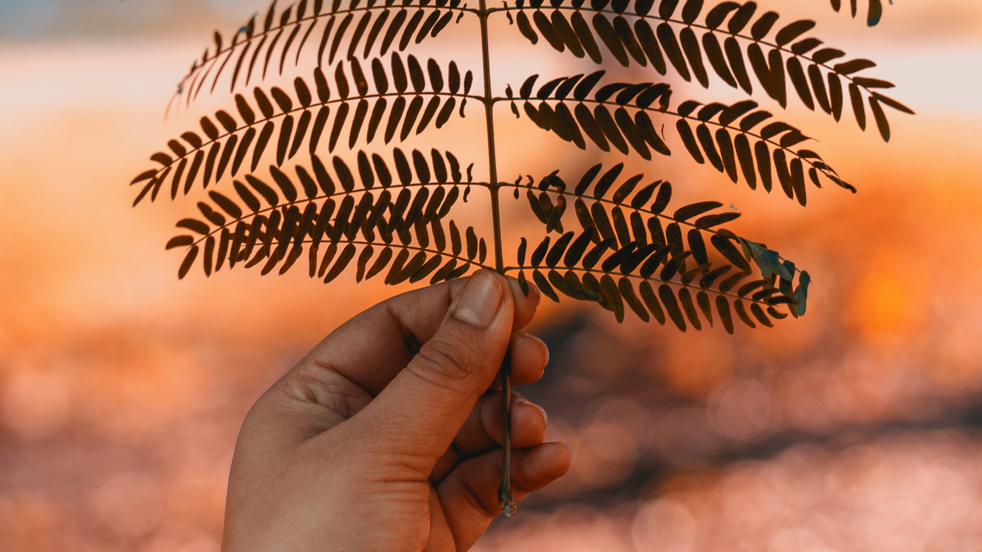 Обои лист, ветвь, папоротник, дерево, растение в разрешении 1920x1080