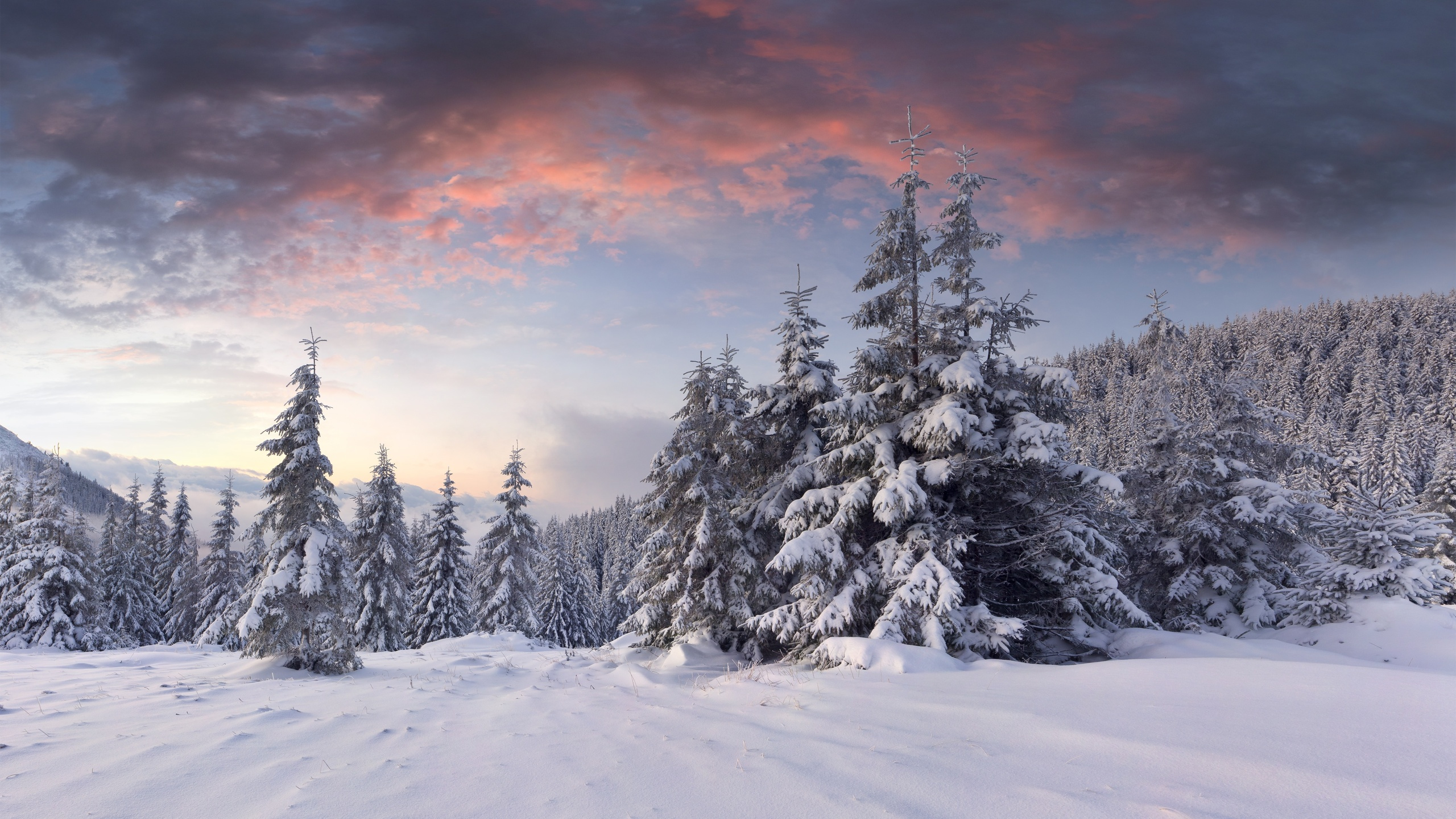 Обои зима, снег, дерево, замораживание, облако в разрешении 2560x1440