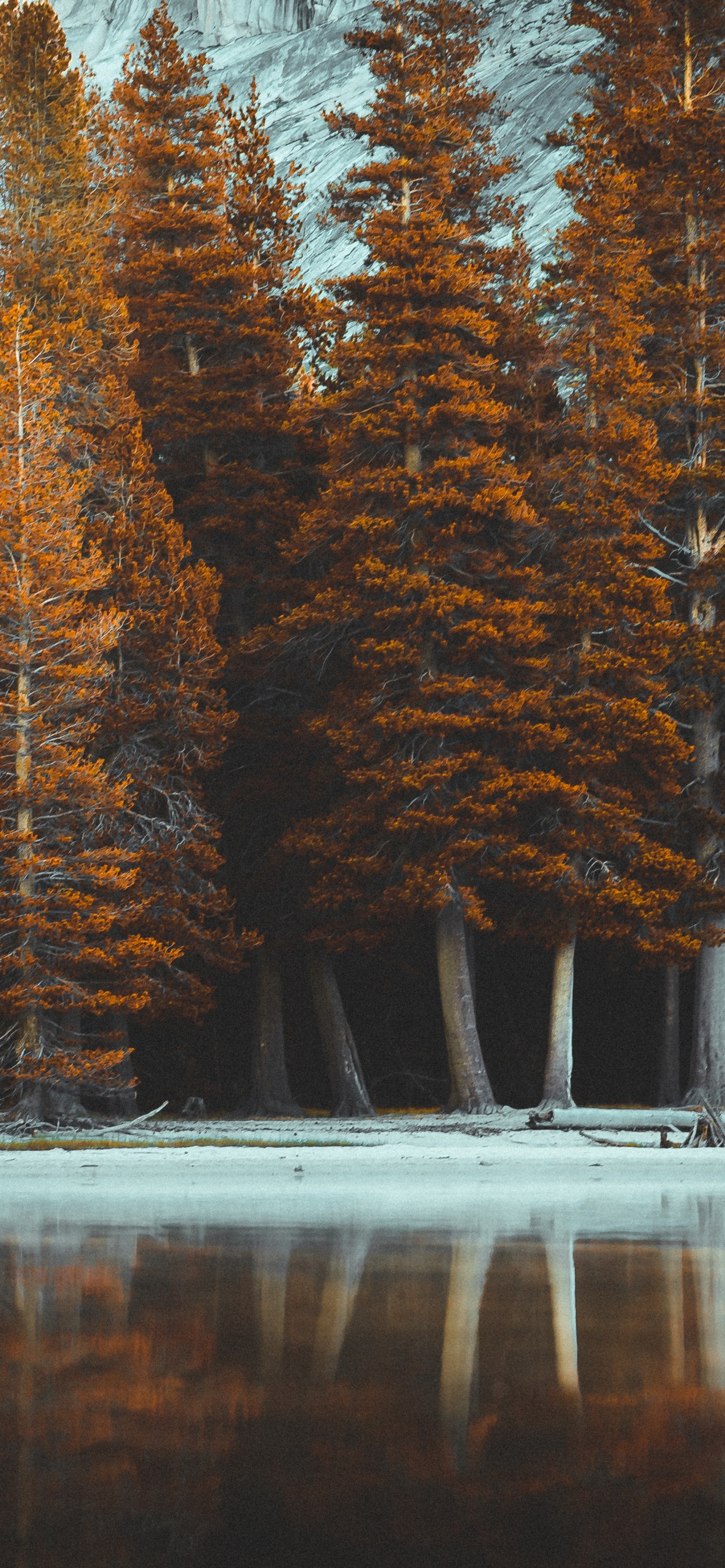 Обои дерево, природа, природный ландшафт, свет, музыка в разрешении 1242x2688