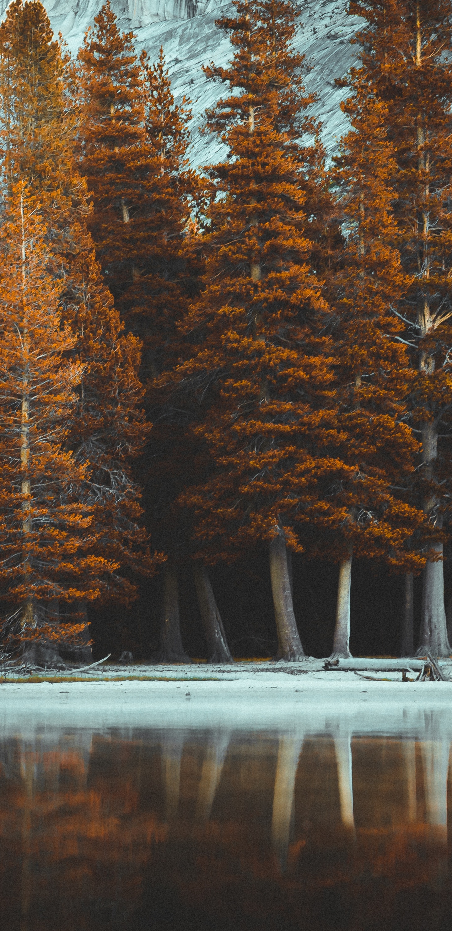 Обои дерево, природа, природный ландшафт, свет, музыка в разрешении 1440x2960