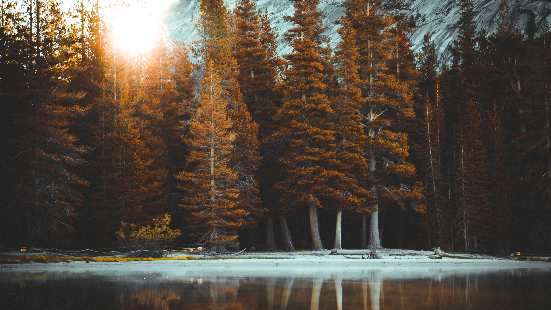 Обои дерево, природа, природный ландшафт, свет, музыка в разрешении 1920x1080