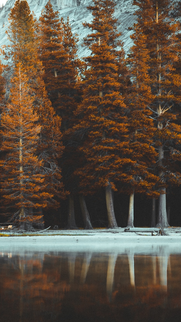 Обои дерево, природа, природный ландшафт, свет, музыка в разрешении 720x1280