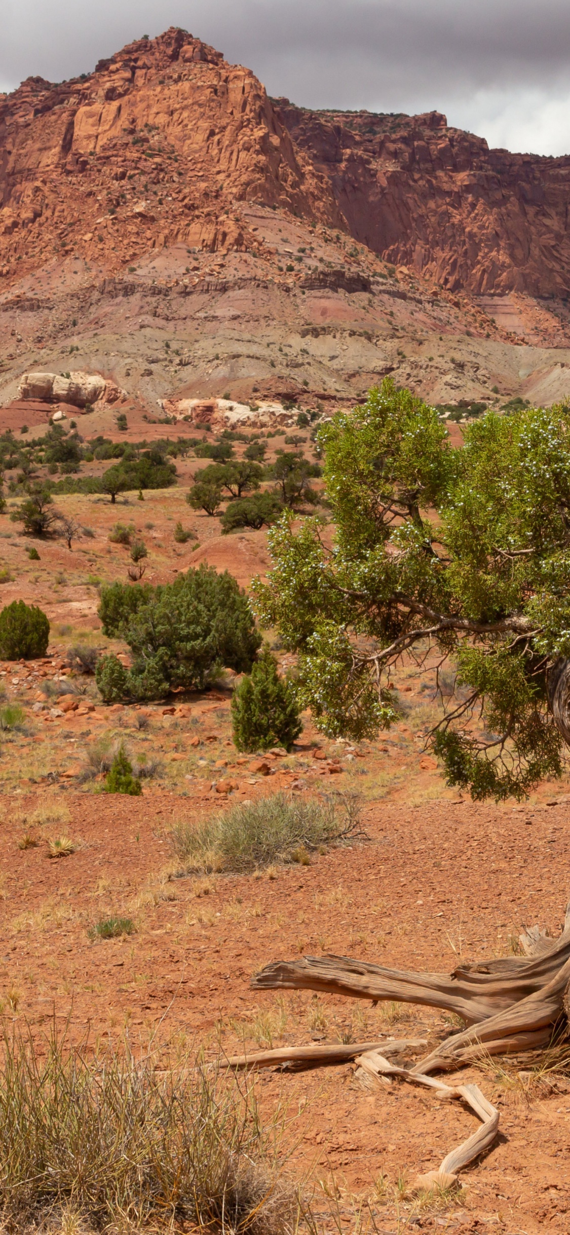 Обои дикая местность, иллюстрация, облако, растение, гора в разрешении 1125x2436