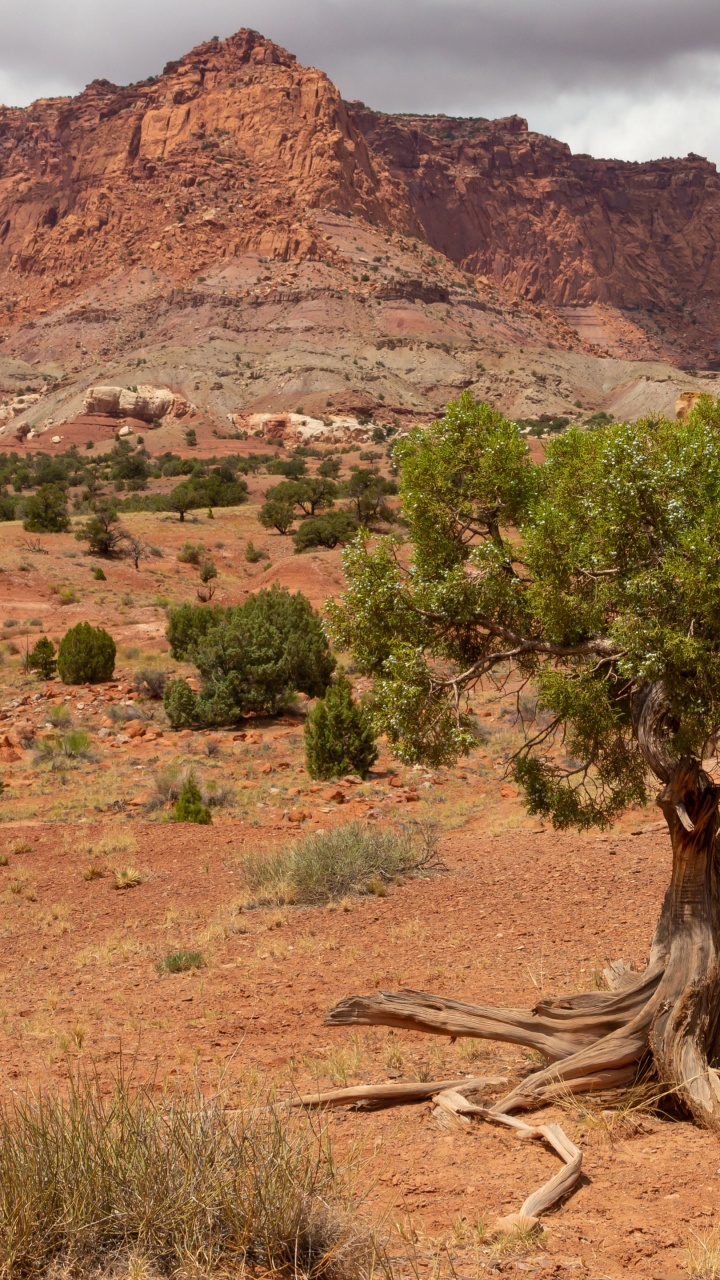 Обои дикая местность, иллюстрация, облако, растение, гора в разрешении 720x1280