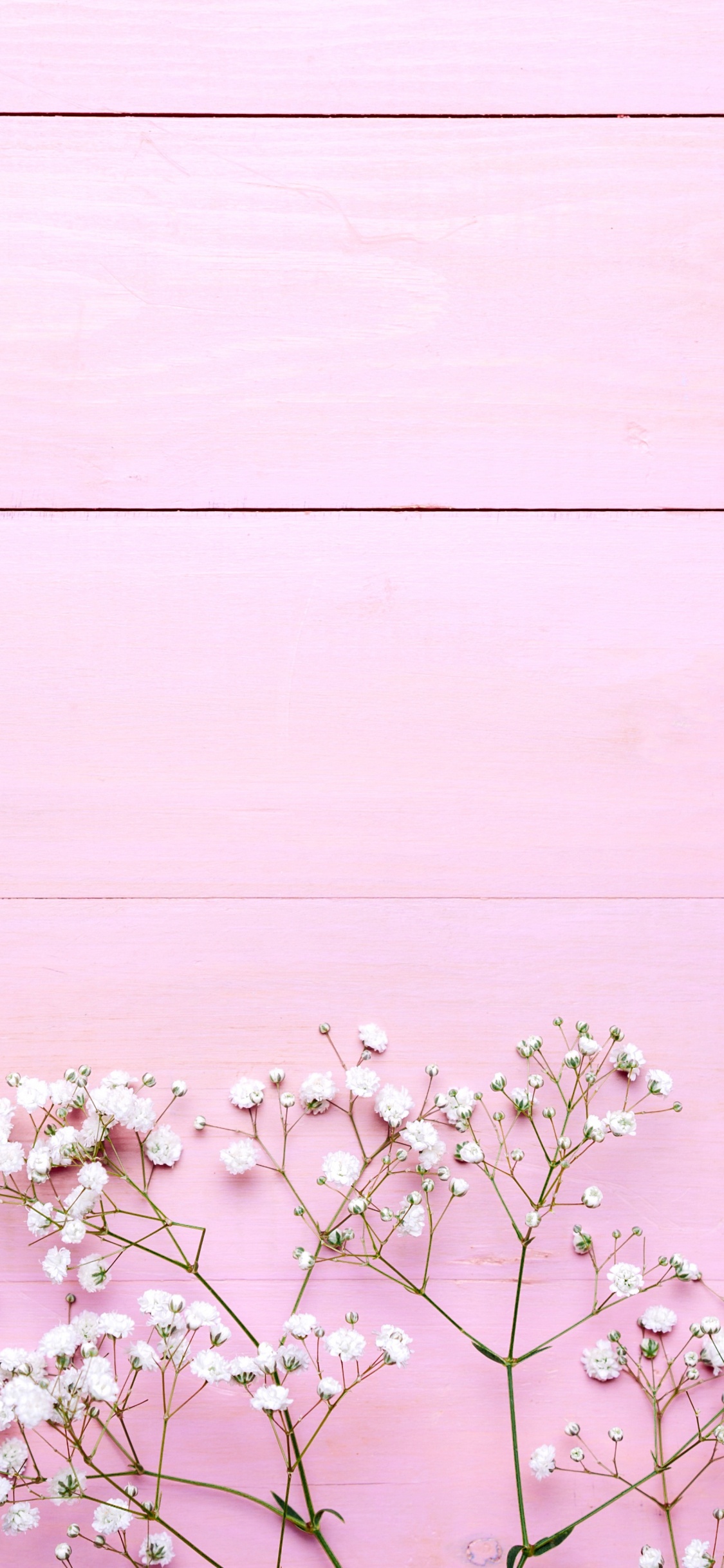 Обои линия, растение, белые, розовый, весна в разрешении 1125x2436