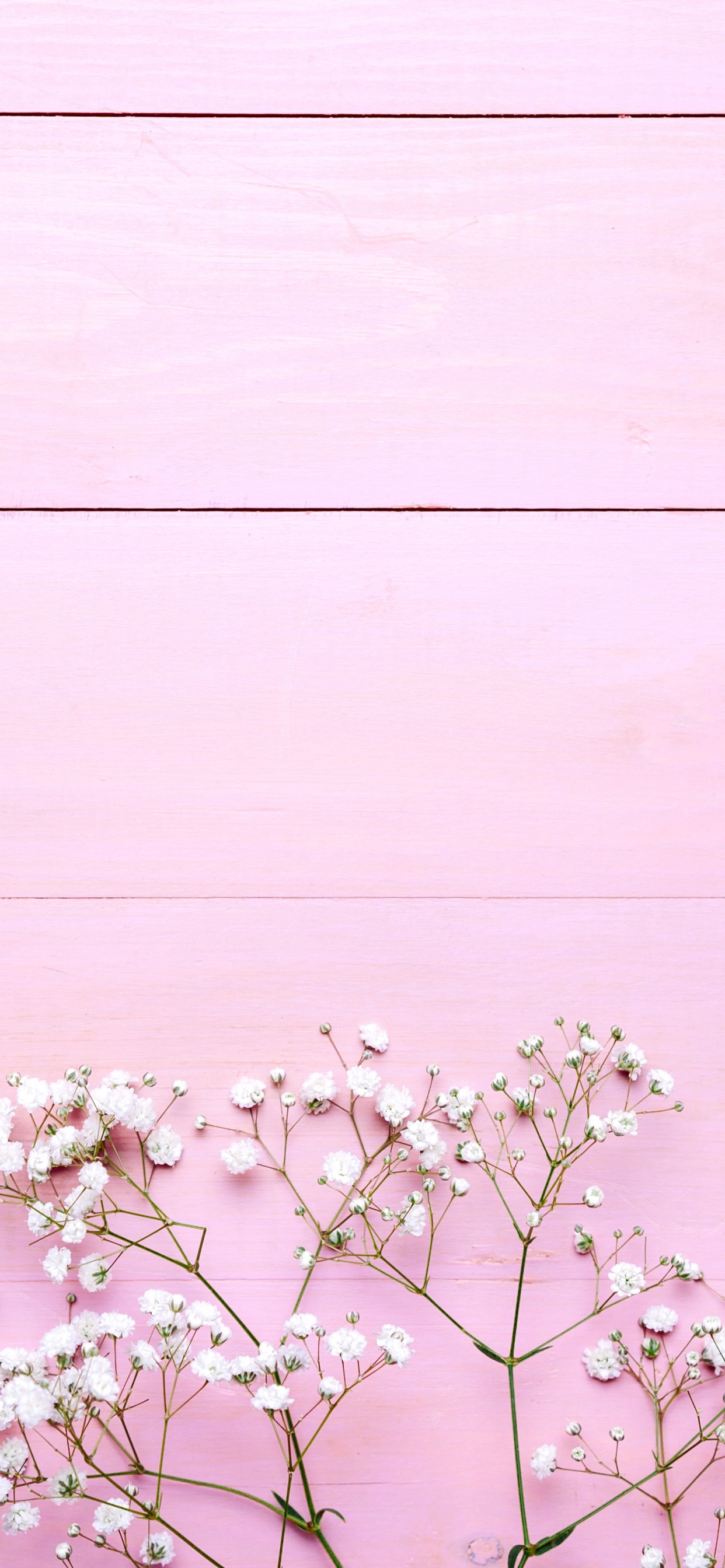 Обои линия, растение, белые, розовый, весна в разрешении 1242x2688