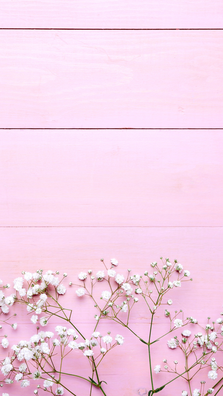 Обои линия, растение, белые, розовый, весна в разрешении 750x1334