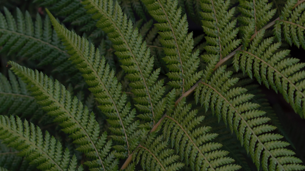 Обои папоротник, лист, зеленый, растительность, наземное растение в разрешении 1280x720