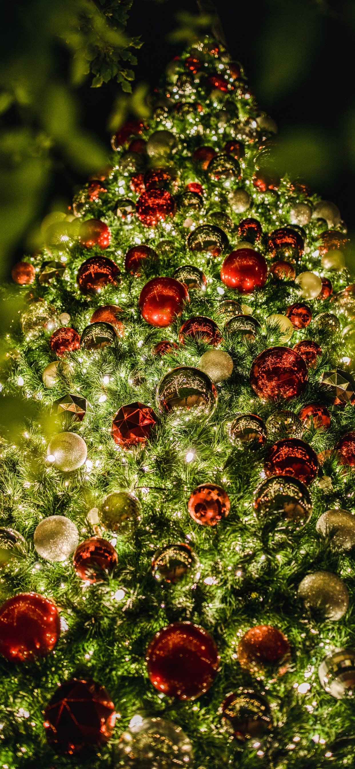 Обои безделушка, Рождественские украшения, ботаники, вечнозеленое растение, елка в разрешении 1242x2688