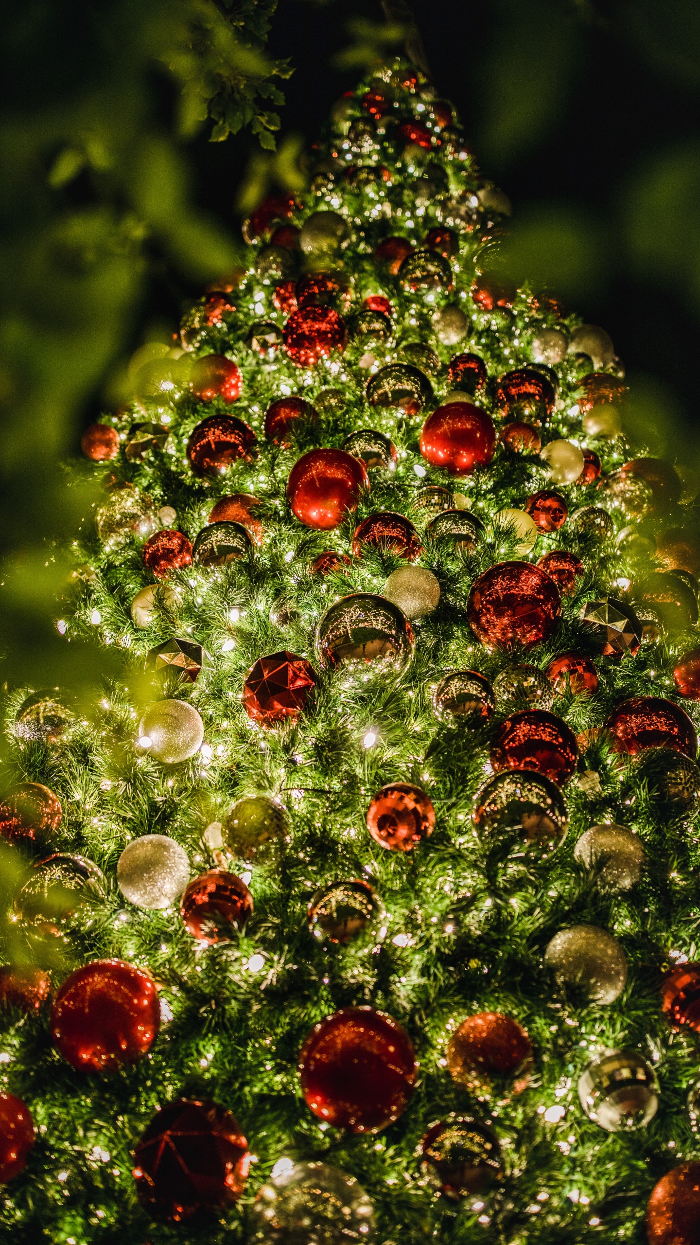 Обои безделушка, Рождественские украшения, ботаники, вечнозеленое растение, елка в разрешении 1440x2560