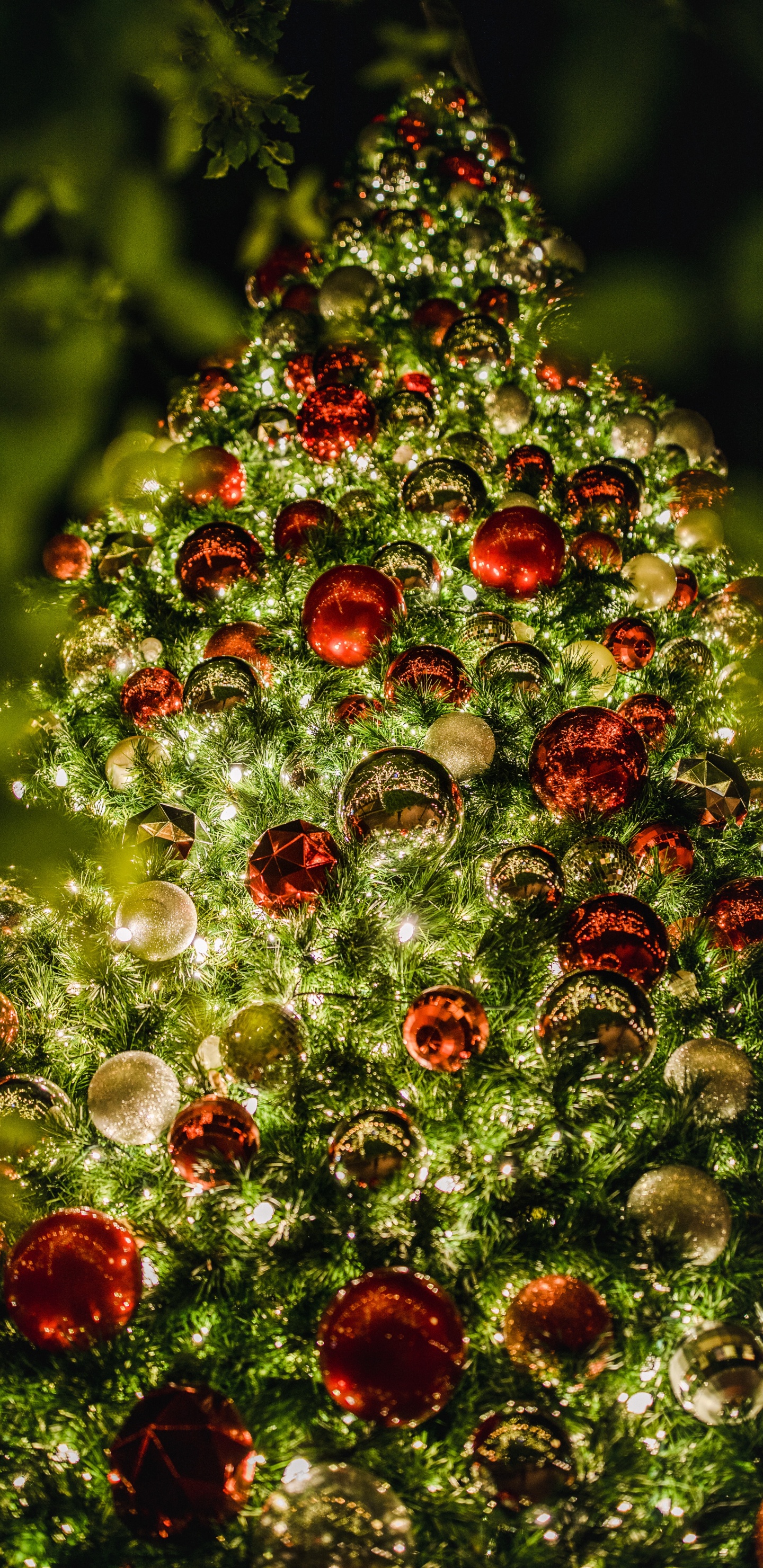 Обои безделушка, Рождественские украшения, ботаники, вечнозеленое растение, елка в разрешении 1440x2960