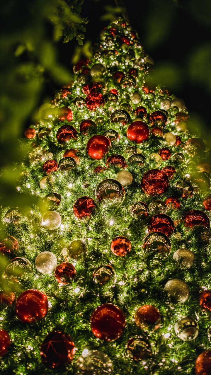 Обои безделушка, Рождественские украшения, ботаники, вечнозеленое растение, елка в разрешении 720x1280