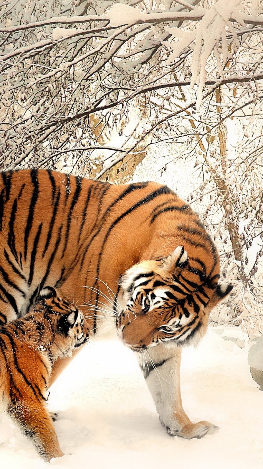 Обои Белый тигр, Амурский тигр, тигр, бенгальский тигр, живая природа в разрешении 1080x1920