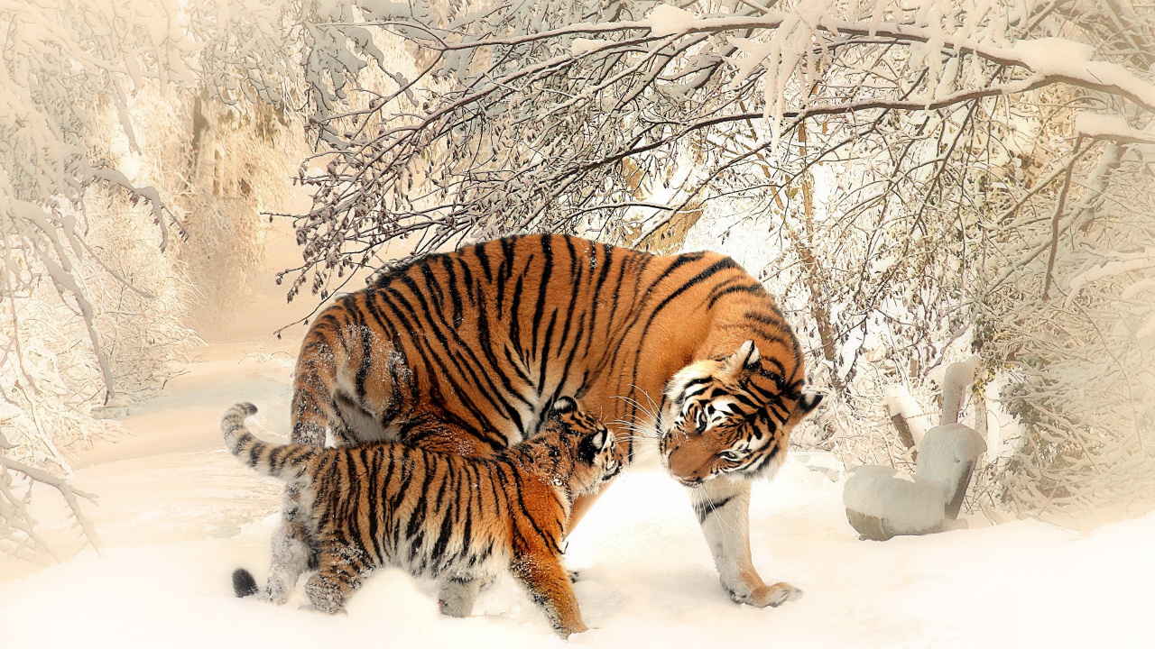 Обои Белый тигр, Амурский тигр, тигр, бенгальский тигр, живая природа в разрешении 1280x720