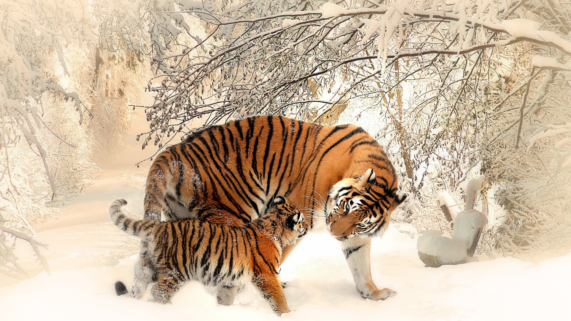 Обои Белый тигр, Амурский тигр, тигр, бенгальский тигр, живая природа в разрешении 1920x1080