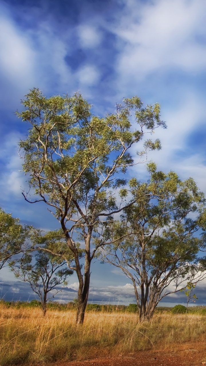 Обои пейзаж, дерево, облако, природа, дневное время в разрешении 720x1280