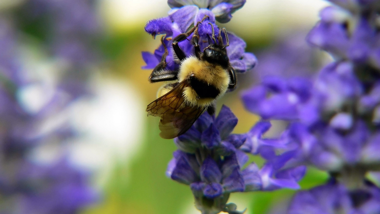 Обои насекомое, медоносная пчела, Бамблби, нектар, пчела в разрешении 1280x720