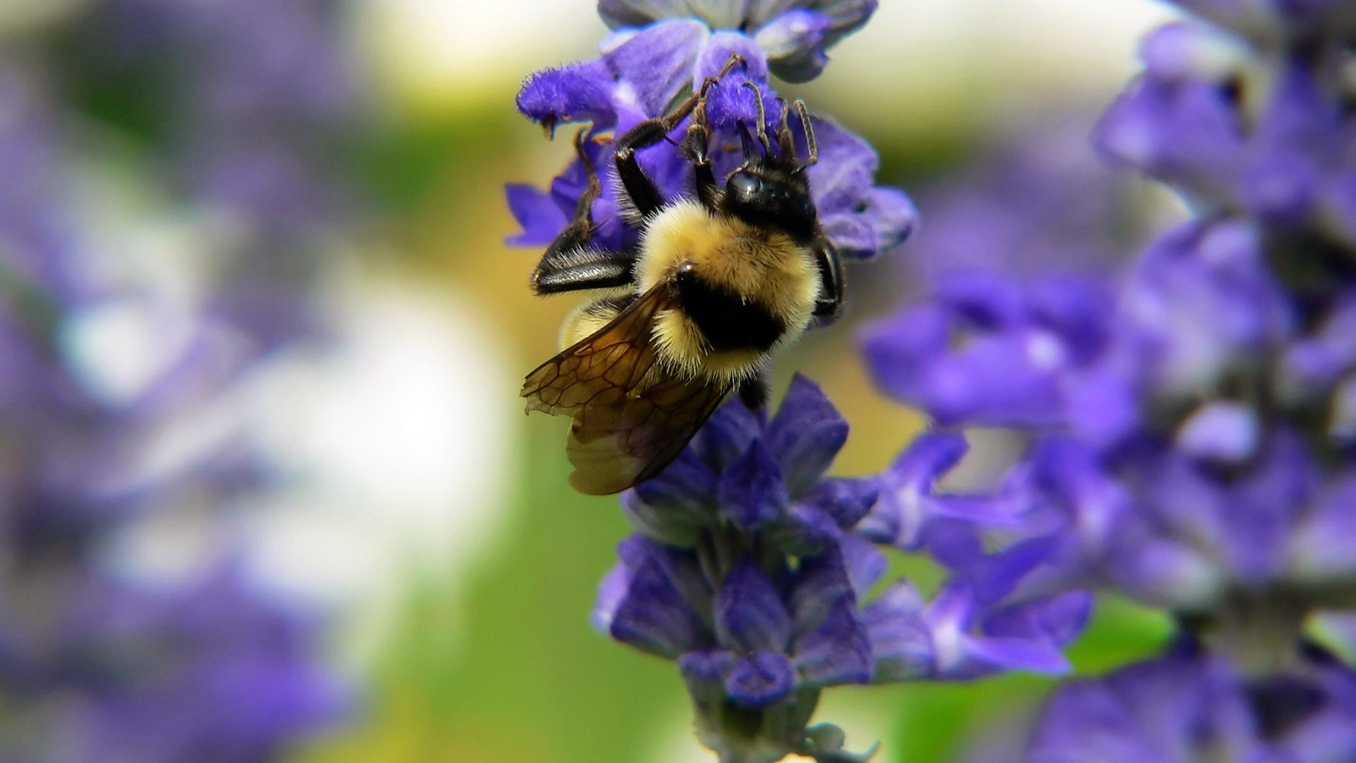 Обои насекомое, медоносная пчела, Бамблби, нектар, пчела в разрешении 1920x1080