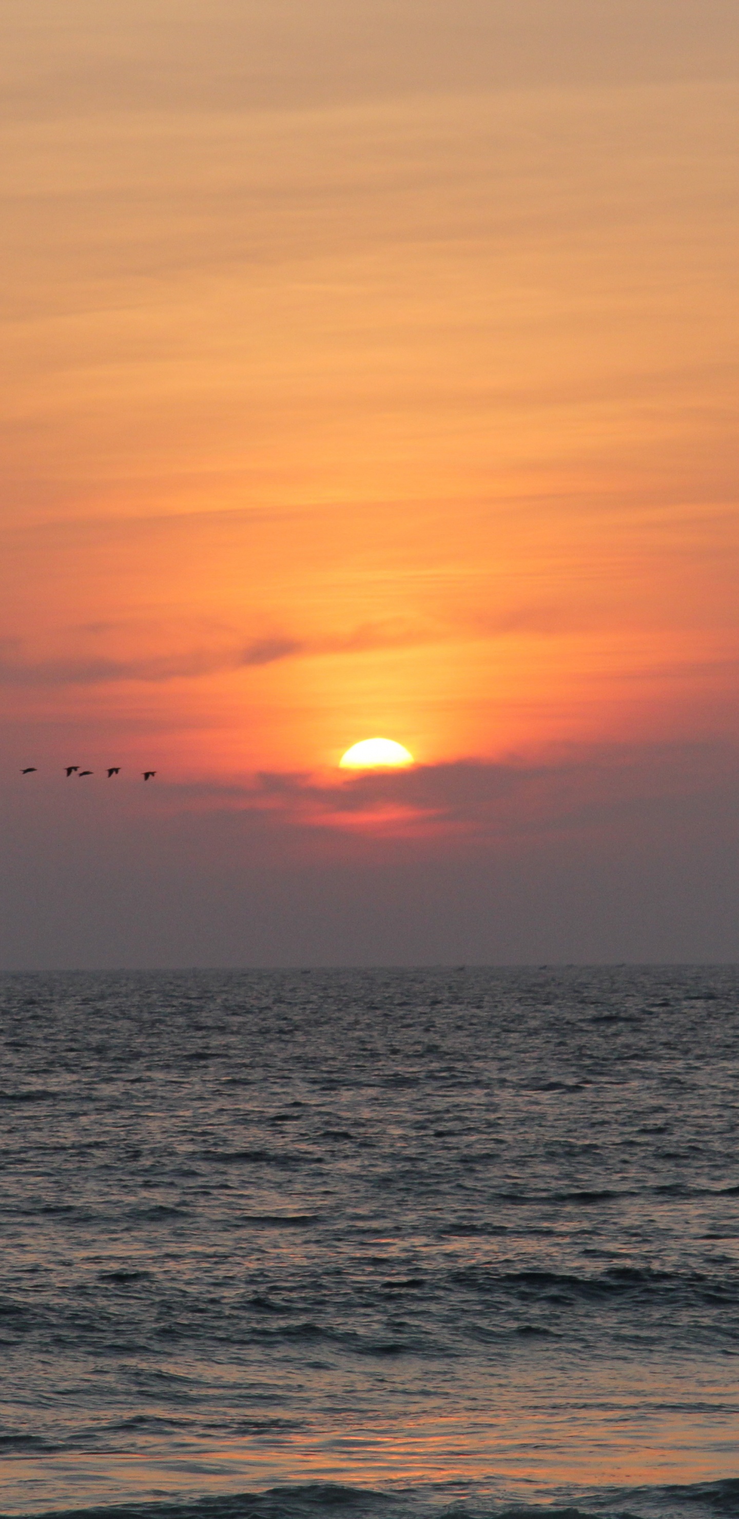 Обои горизонт, закат, море, восход солнца, океан в разрешении 1440x2960