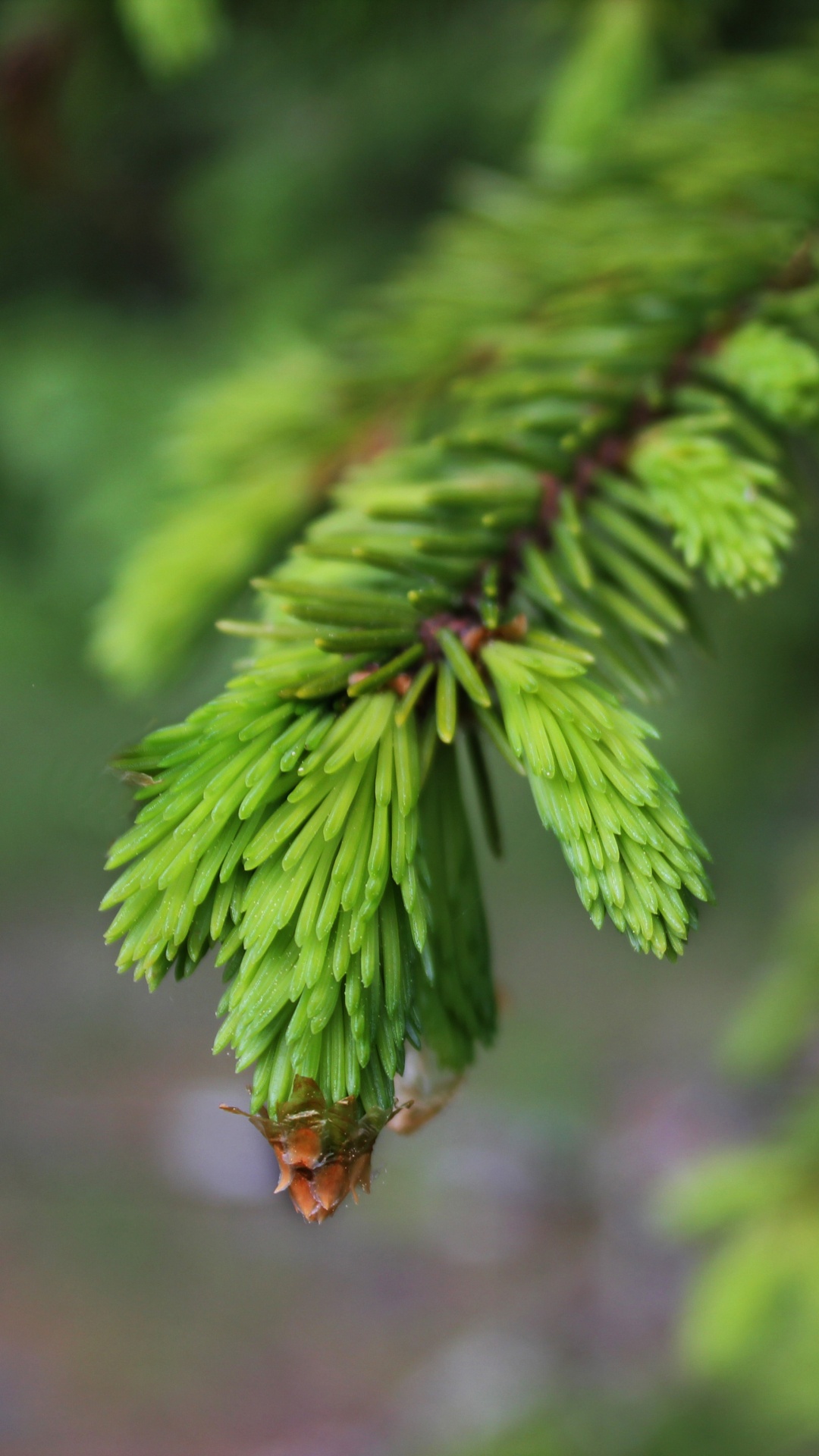 Обои ветвь, дерево, лист, растительность, природа в разрешении 1080x1920