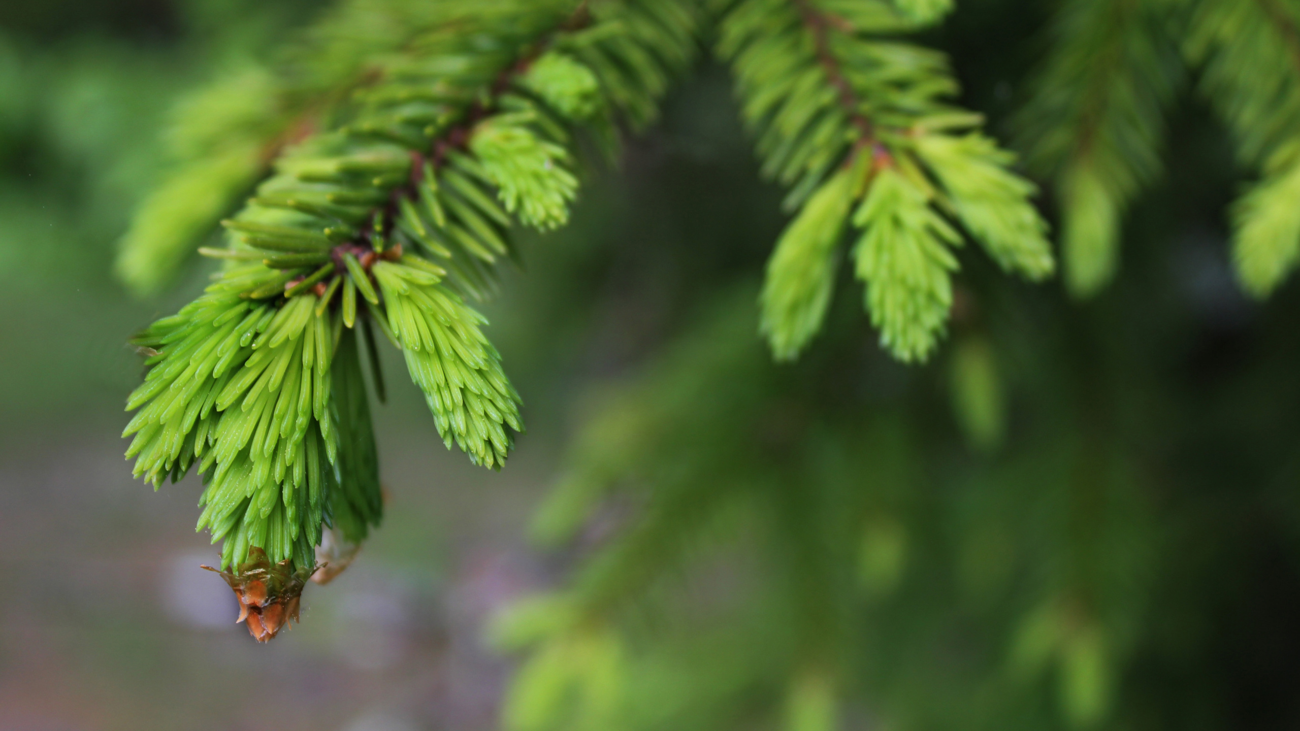 Обои ветвь, дерево, лист, растительность, природа в разрешении 2560x1440