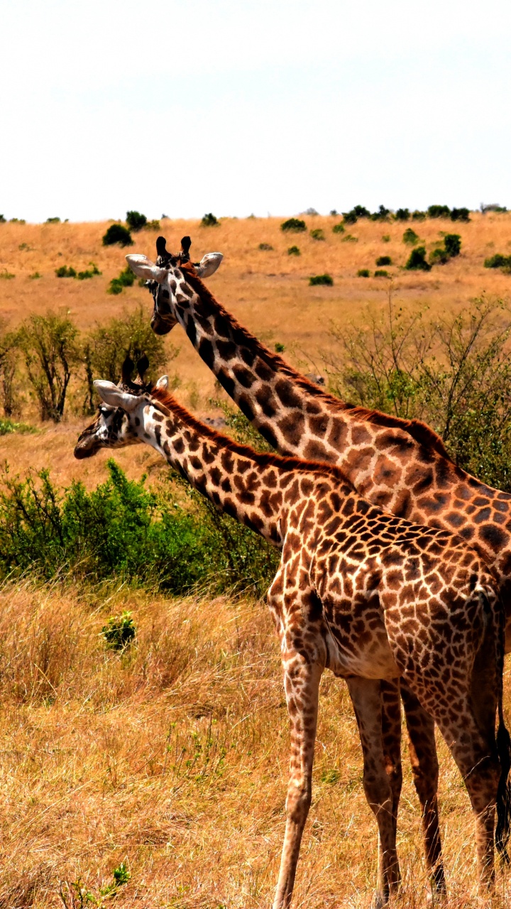 Обои национальный парк тарангире, сафари, путешествие, Жираф, жирафовые в разрешении 720x1280