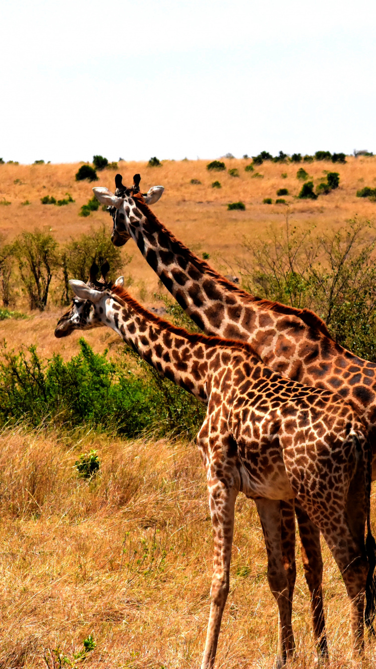 Обои национальный парк тарангире, сафари, путешествие, Жираф, жирафовые в разрешении 750x1334