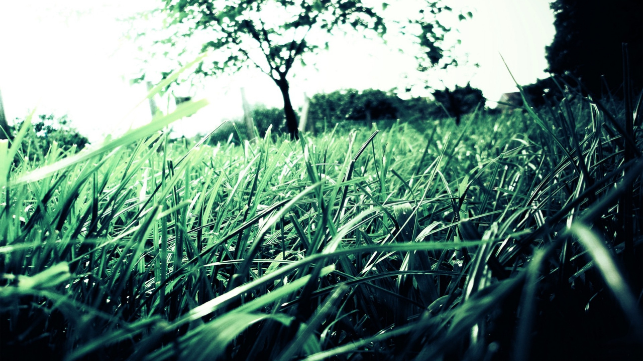 Обои зеленый, растение, семейство травы, дерево, солнечный свет в разрешении 1280x720