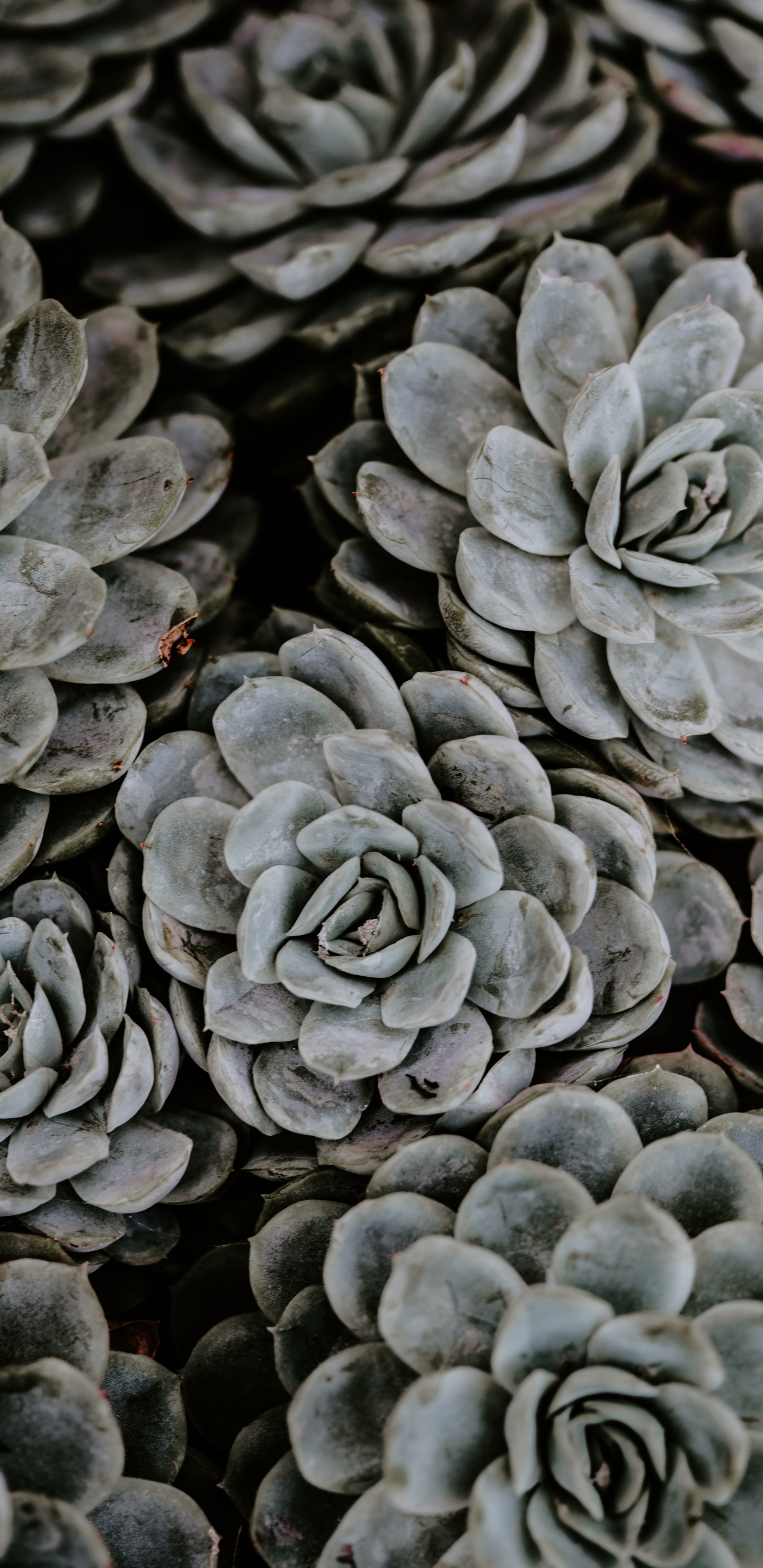 Обои суккулент, цветок, Эхеверий, растение, семья очиток в разрешении 1440x2960