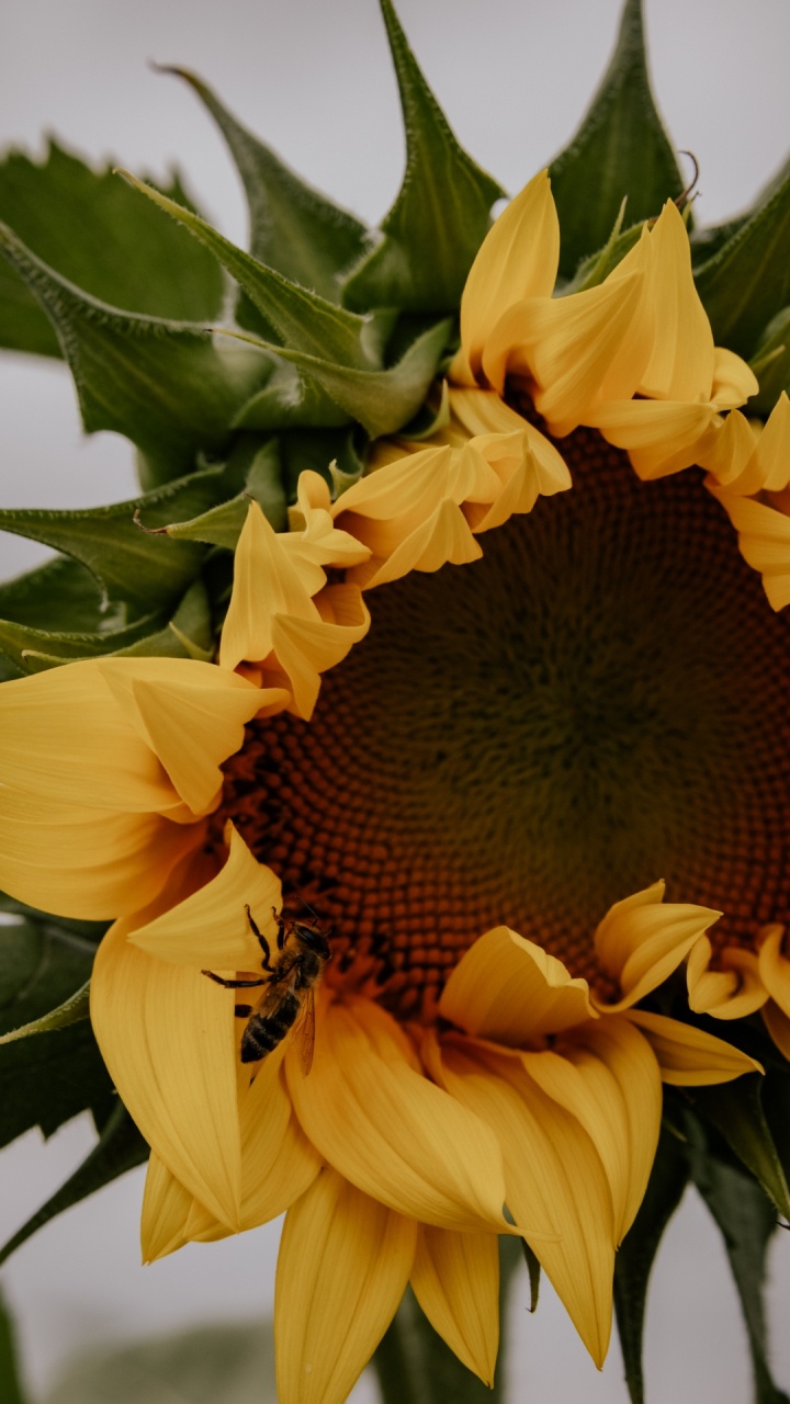 Обои цветок, растение, лист, лепесток, ботаники в разрешении 720x1280