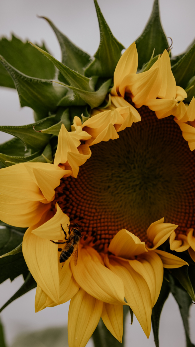 Обои цветок, растение, лист, лепесток, ботаники в разрешении 750x1334