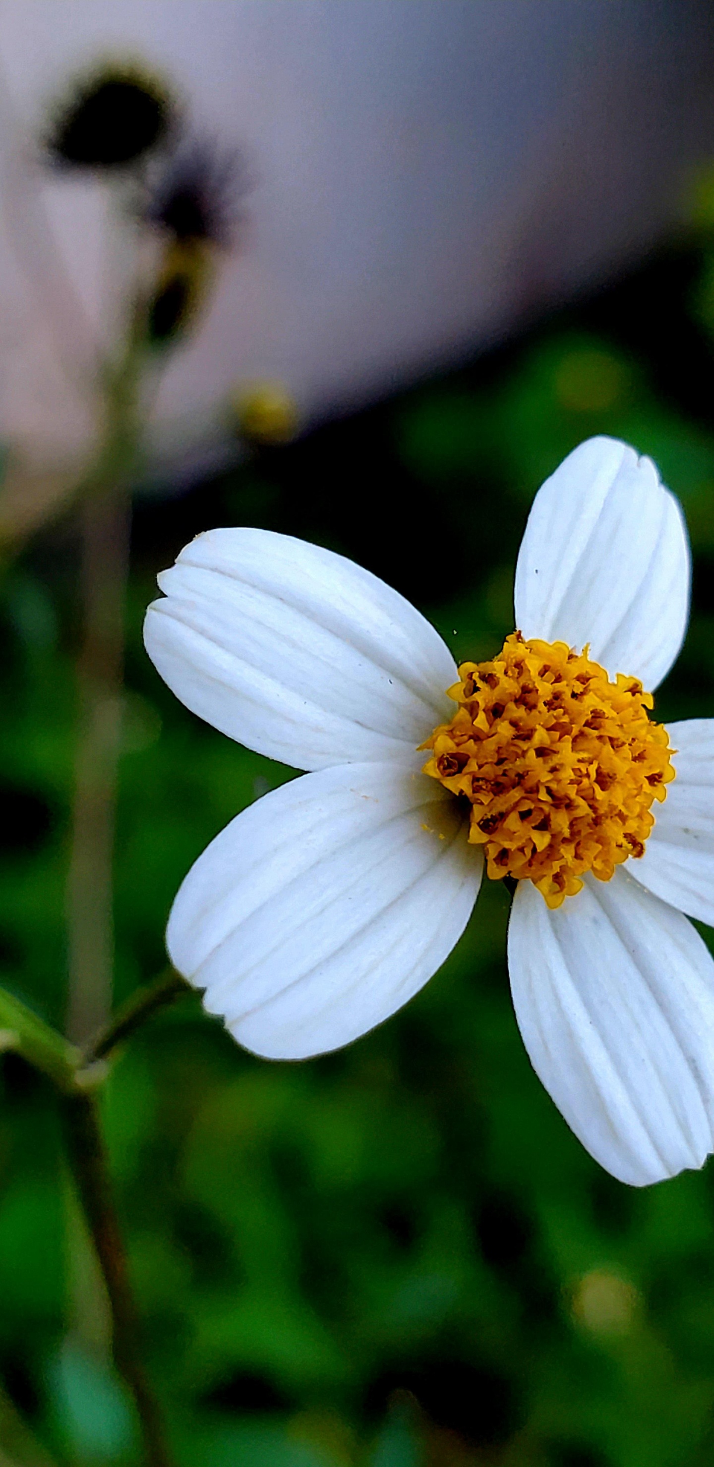 Обои Флора, семья ромашек, наука, физика, цветок в разрешении 1440x2960