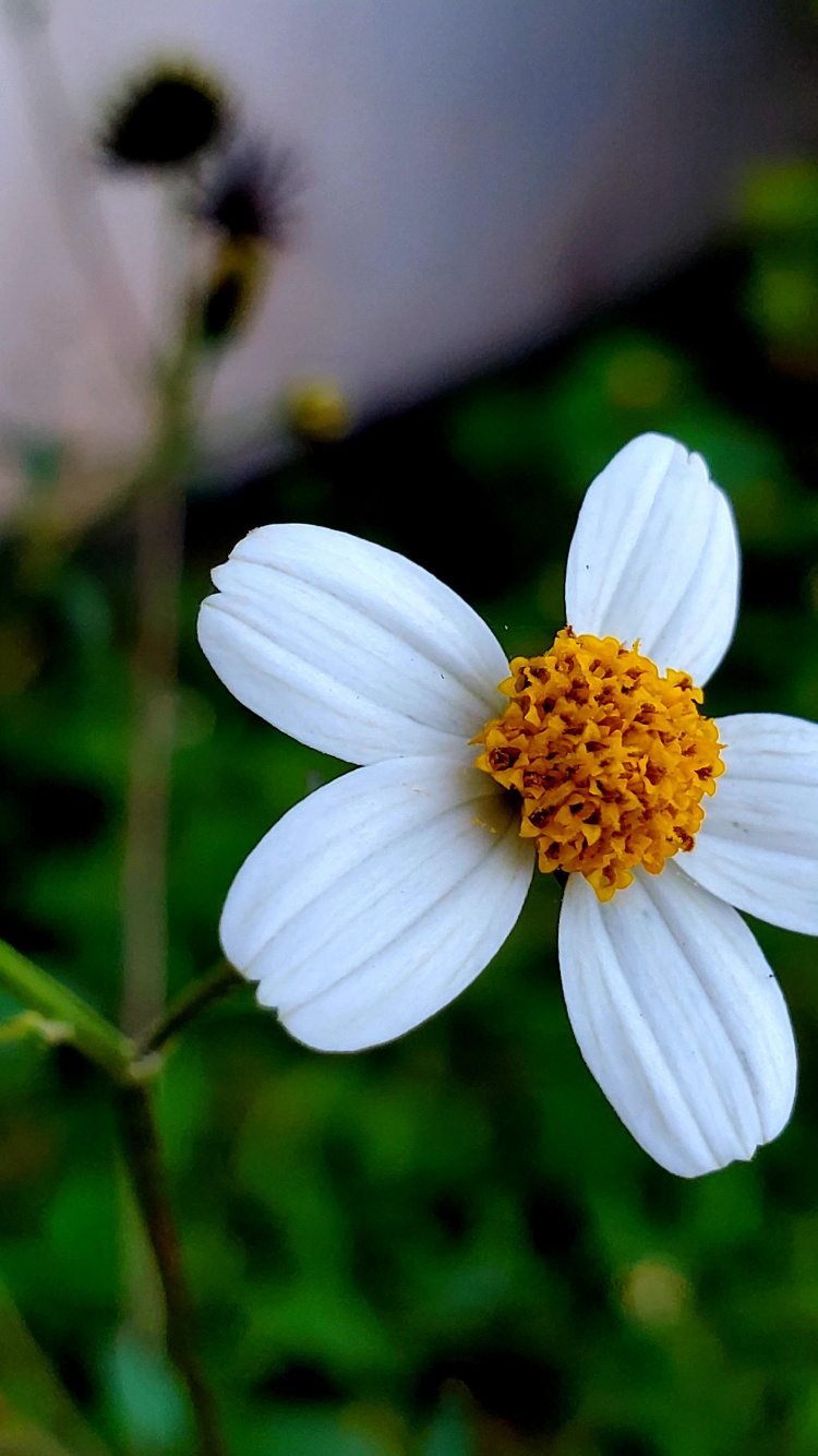 Обои Флора, семья ромашек, наука, физика, цветок в разрешении 750x1334